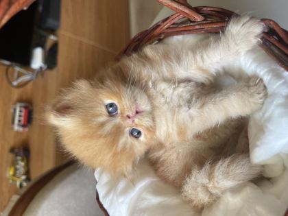 KEDİLER REZERVE EDİLİR