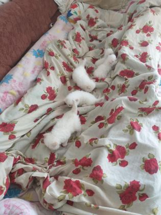 2 AYLIK YAVRU İRAN KEDİSİ