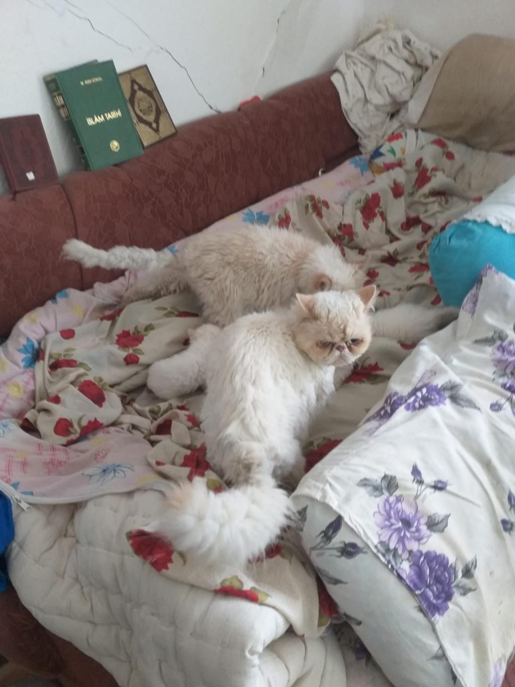 2 AYLIK YAVRU İRAN KEDİSİ