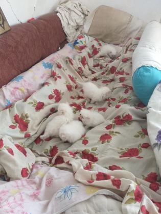 2 AYLIK YAVRU İRAN KEDİSİ