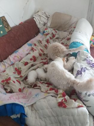 2 AYLIK YAVRU İRAN KEDİSİ