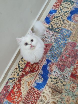 IRK EV İRAN KEDİSİ
