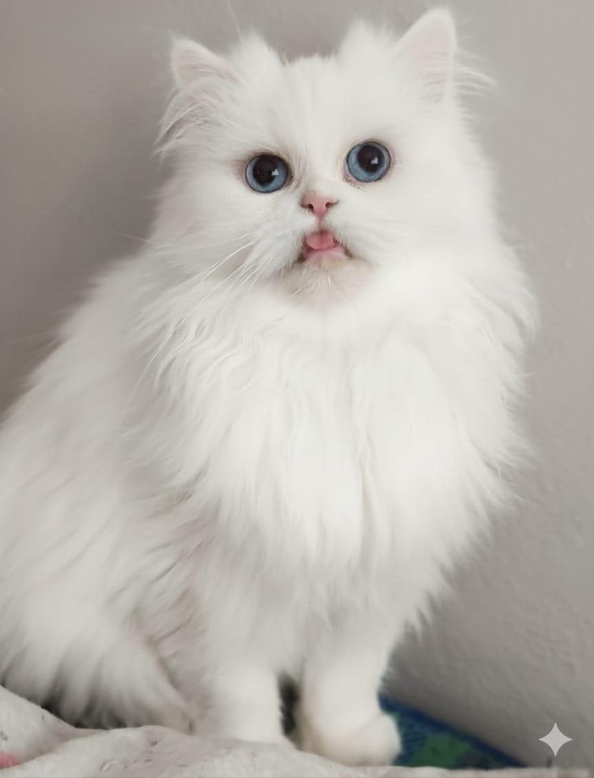 IRK EV İRAN KEDİSİ