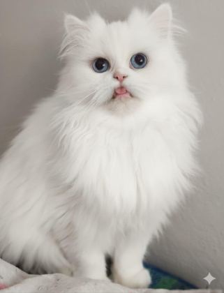 IRK EV İRAN KEDİSİ