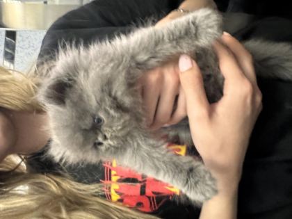 İRAN KEDİSİ YAVRU 2 AYLIK
