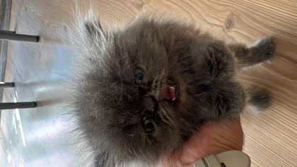İRAN KEDİSİ YAVRU 2 AYLIK