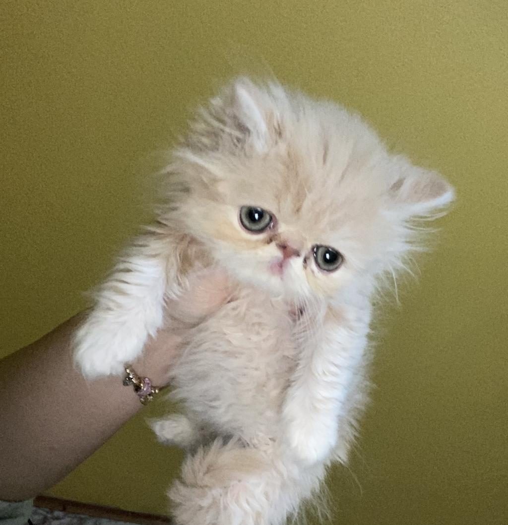 YAVRU İRAN KEDİSİ