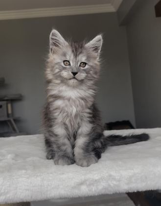 BLACKSMOKE MAİNE COON YAVRULARI GRANDDESİGN CATTERY