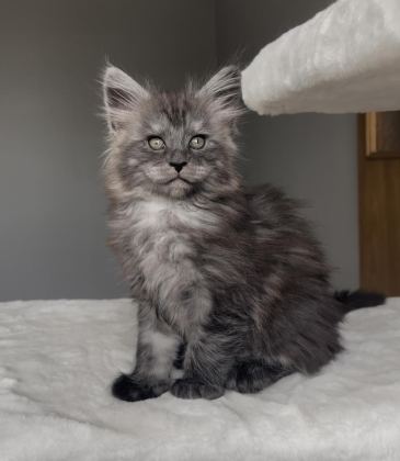 BLACKSMOKE MAİNE COON YAVRULARI GRANDDESİGN CATTERY