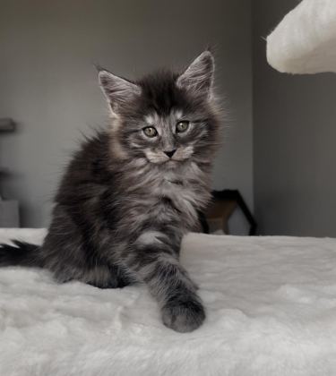 BLACKSMOKE MAİNE COON YAVRULARI GRANDDESİGN CATTERY