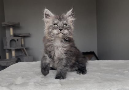 BLACKSMOKE MAİNE COON YAVRULARI GRANDDESİGN CATTERY