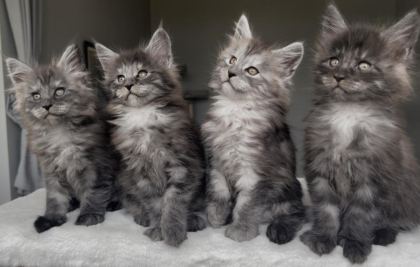 BLACKSMOKE MAİNE COON YAVRULARI GRANDDESİGN CATTERY