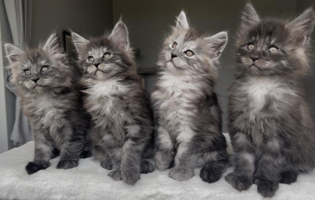 BLACKSMOKE MAİNE COON YAVRULARI GRANDDESİGN CATTERY