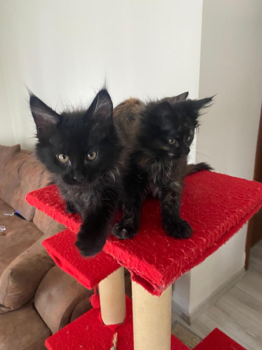 45 GÜNLÜK KARA PANTER MAİNE COON KEDİLER
