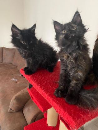 45 GÜNLÜK KARA PANTER MAİNE COON KEDİLER