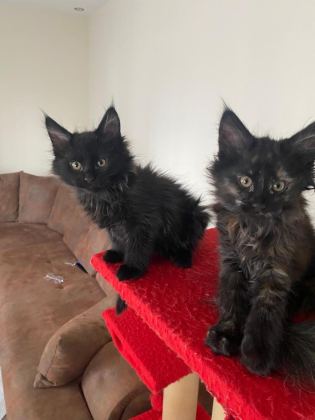 45 GÜNLÜK KARA PANTER MAİNE COON KEDİLER