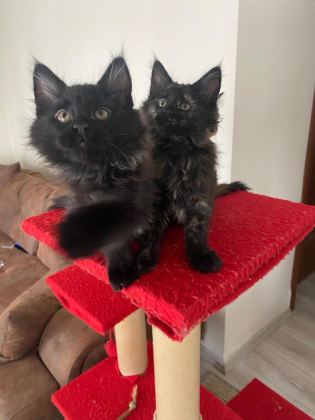 45 GÜNLÜK KARA PANTER MAİNE COON KEDİLER