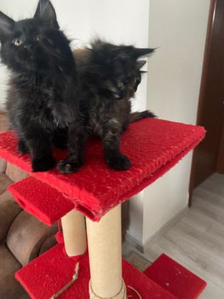 45 GÜNLÜK KARA PANTER MAİNE COON KEDİLER