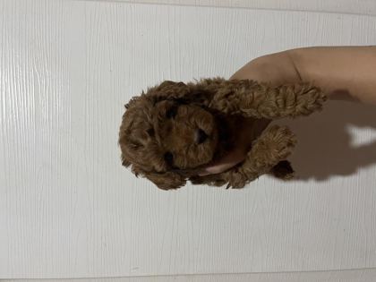 KORE KAN TOY POODLE ERKEKLER