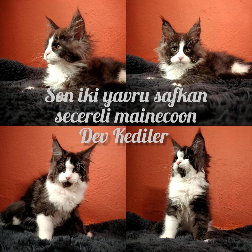 SECERELİ DEV YAVRU MAİNE COON