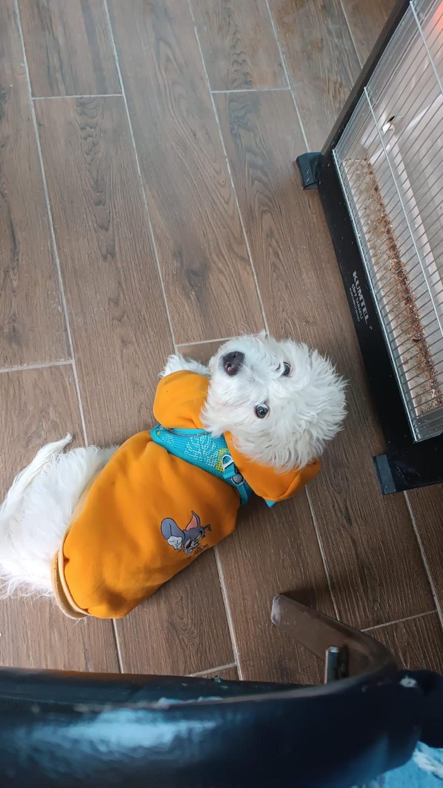 4 AYLIK YAVRU KÖPEĞİM