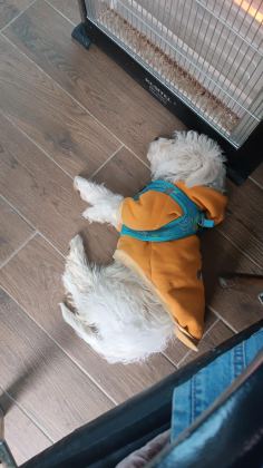 4 AYLIK YAVRU KÖPEĞİM