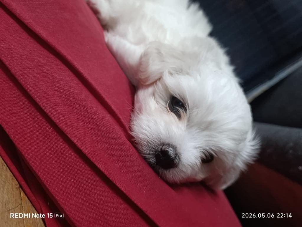 MALTESE TERRİER İKİ AYLIKLAR