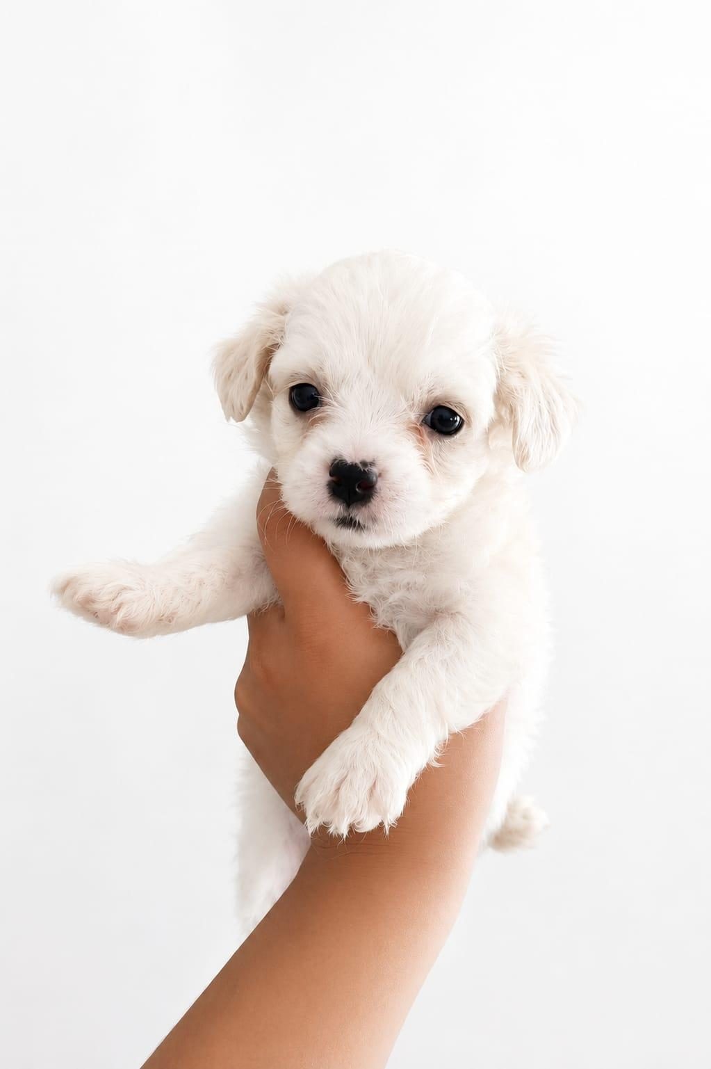 YENİ YAVRU KÖPEKLERİMİZ SAHİPLERİNİ BEKLİYORLAR