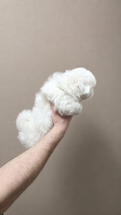 PAMUK GİBİ MALTESE TERRİER TUVALET EĞİTİMLİ