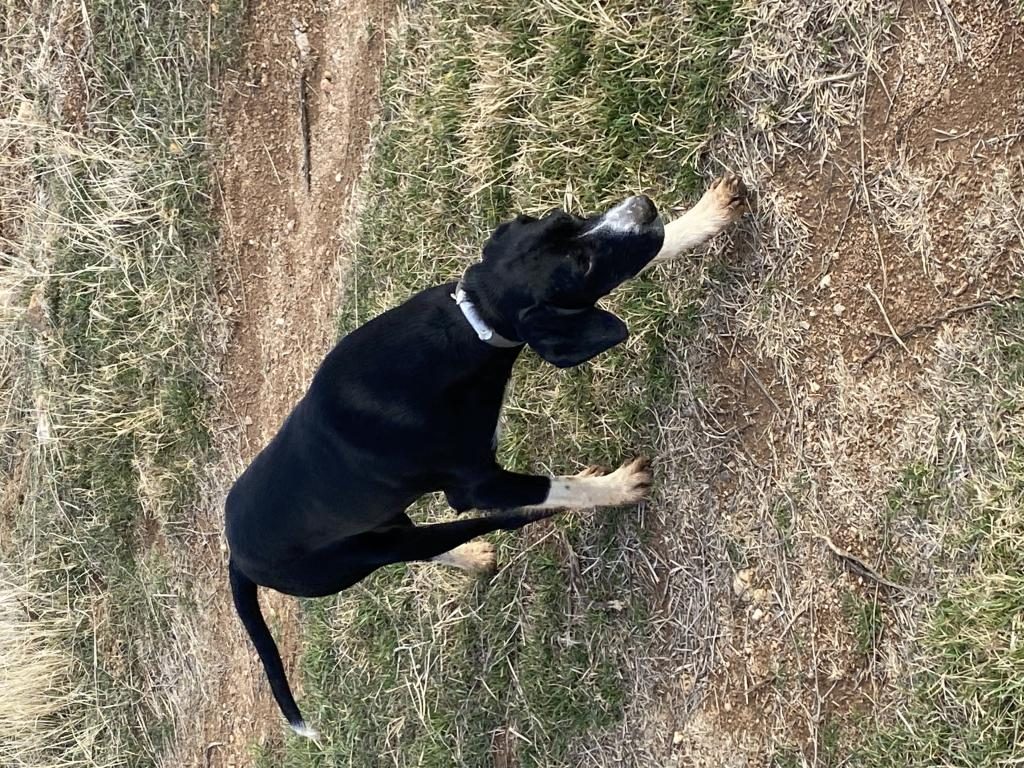 1 YAŞINDA AV KÖPEĞİ