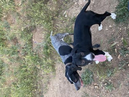 1 YAŞINDA AV KÖPEĞİ