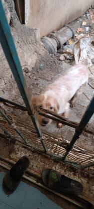 İNGİLİZ SETTER AV KÖPEĞİ