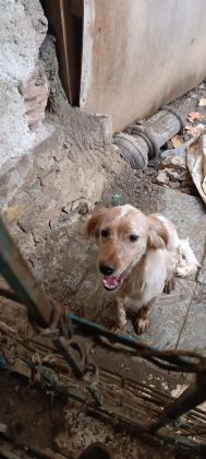 İNGİLİZ SETTER AV KÖPEĞİ