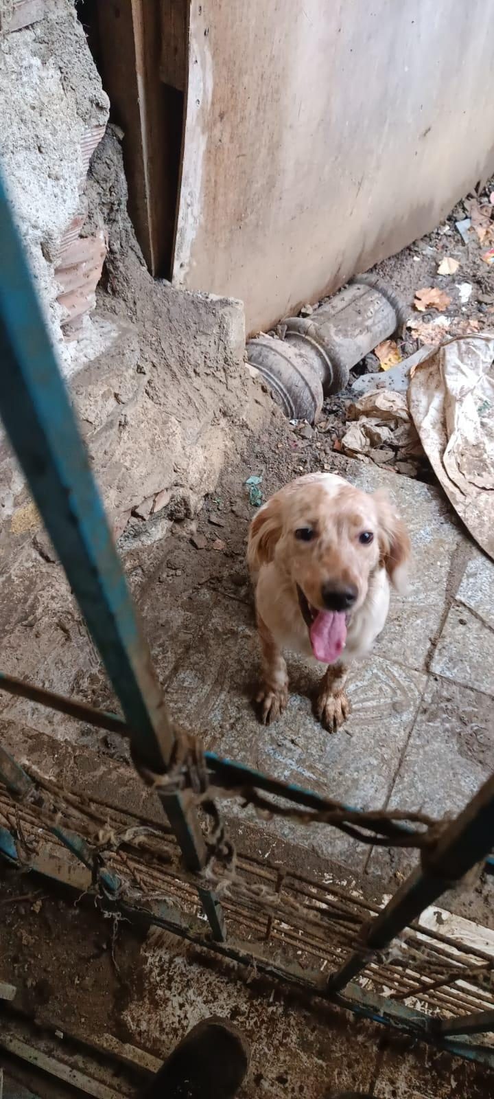 İNGİLİZ SETTER AV KÖPEĞİ