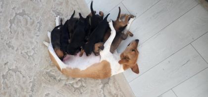 AFRİKA KÖKENLİ KÖPEĞİMİZİN YAVRULARI