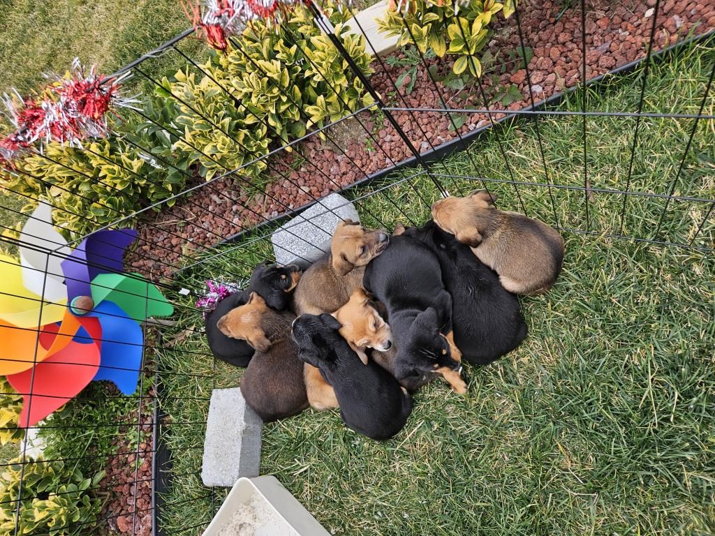 AFRİKA KÖKENLİ KÖPEĞİMİZİN YAVRULARI