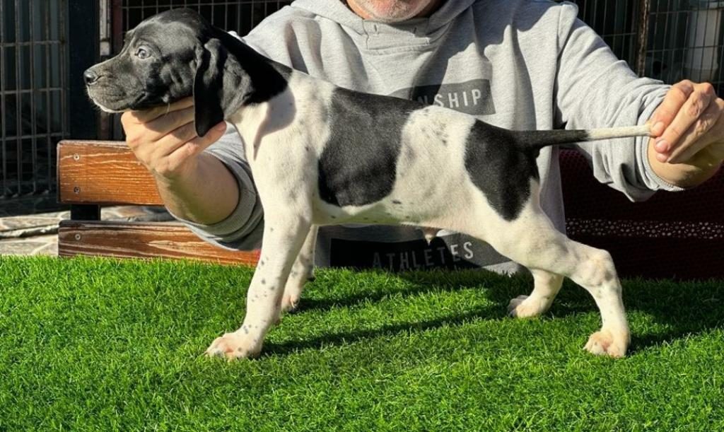 SCR Lİ 10 NUMARA POİNTER AV KÖPEKLERİ