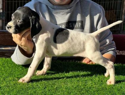 SCR Lİ 10 NUMARA POİNTER AV KÖPEKLERİ