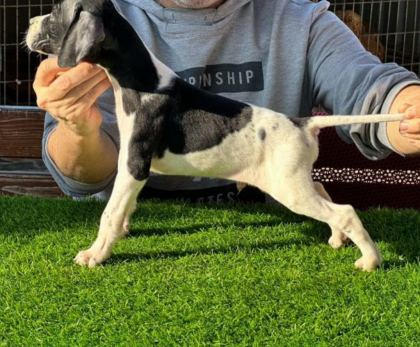 SCR Lİ 10 NUMARA POİNTER AV KÖPEKLERİ