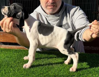 SCR Lİ 10 NUMARA POİNTER AV KÖPEKLERİ