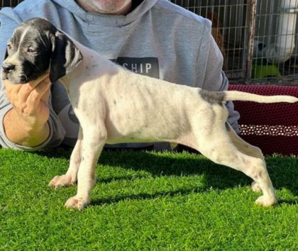 SCR Lİ 10 NUMARA POİNTER AV KÖPEKLERİ