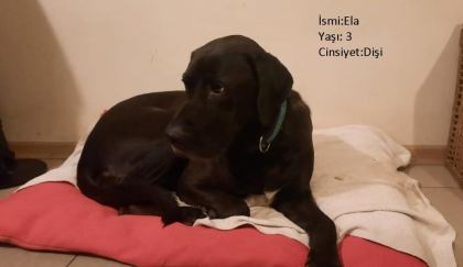 KÖPEKLERİMİZE BERABER YAŞAYACAK AİLE ARIYORUZ