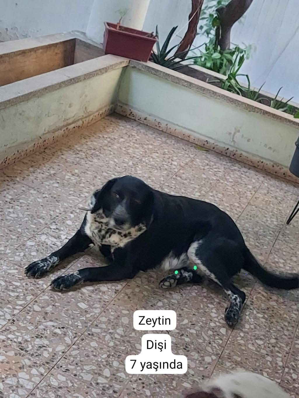 KÖPEKLERİMİZE BERABER YAŞAYACAK AİLE ARIYORUZ