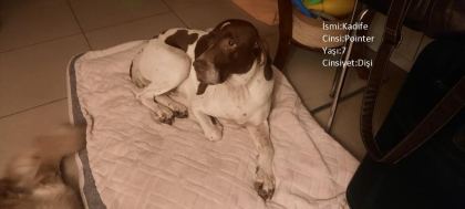 KÖPEKLERİMİZE BERABER YAŞAYACAK AİLE ARIYORUZ