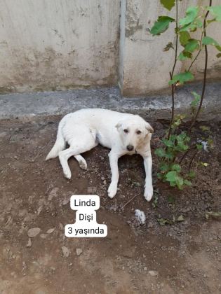 KÖPEKLERİMİZE BERABER YAŞAYACAK AİLE ARIYORUZ