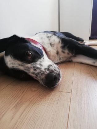 HERŞEYİ TAM ÜCRETSİZ POİNTER HARİKA KÖPEK