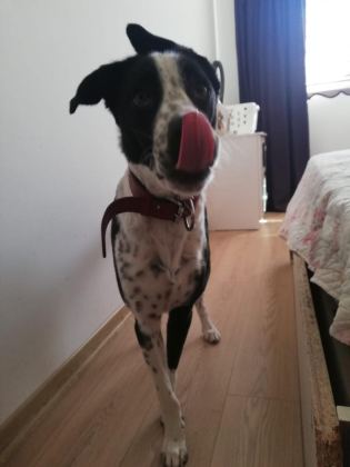 HERŞEYİ TAM ÜCRETSİZ POİNTER HARİKA KÖPEK