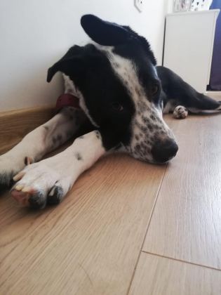 HERŞEYİ TAM ÜCRETSİZ POİNTER HARİKA KÖPEK