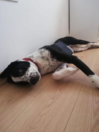 HERŞEYİ TAM ÜCRETSİZ POİNTER HARİKA KÖPEK