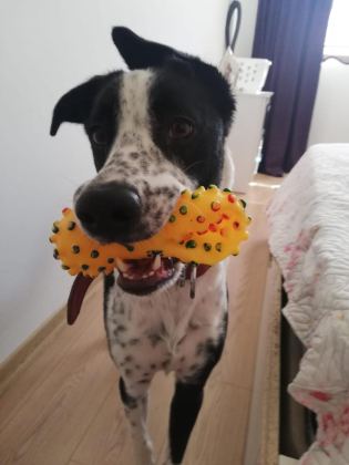HERŞEYİ TAM ÜCRETSİZ POİNTER HARİKA KÖPEK